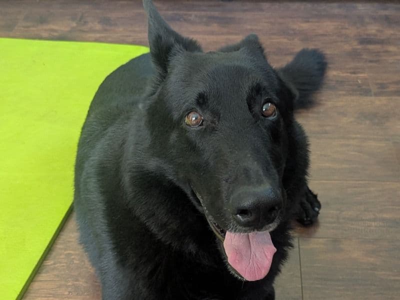 Black German Shepherd 6 years 8 months old male large named Dash for breeding in San Diego County, California | Petmeetly