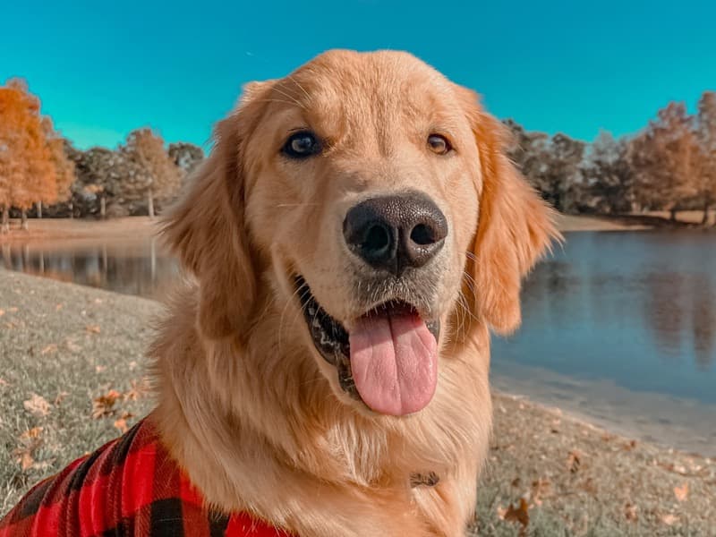 Golden Retriever 5 years 6 months old male medium named Simba for breeding in Orange County, Florida | Petmeetly