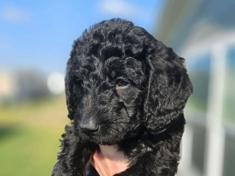 Labradoodle 2 months old female small named Sailor for sale in Comal County, Texas | Petmeetly
