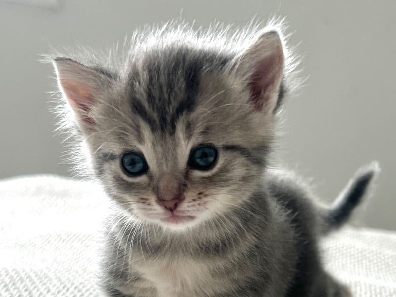 Scottish Straight 1 month old female named Kitten_4 for sale in DuPage County, Illinois | Petmeetly