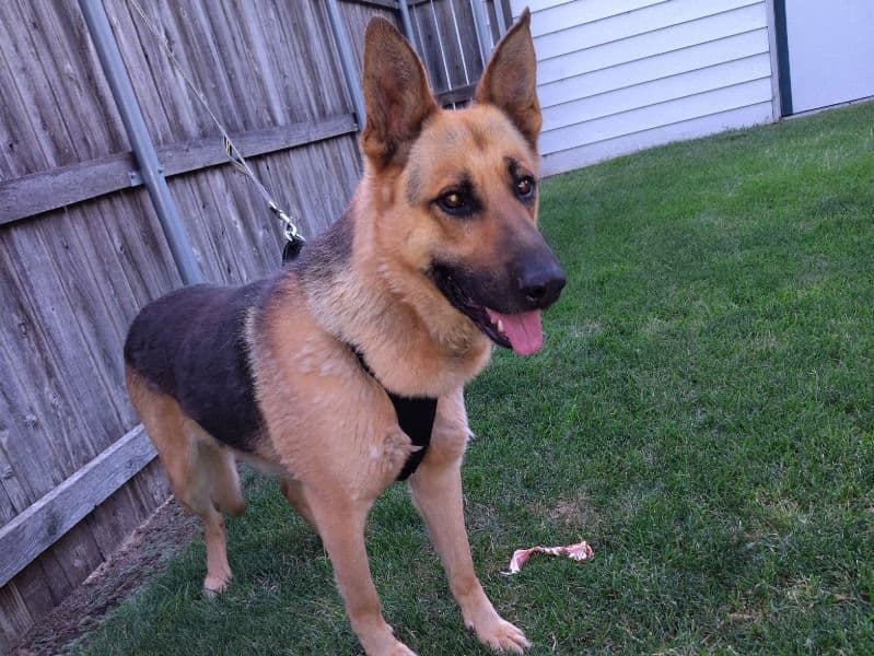 Black German Shepherd 2 years 7 months old male medium named Tarzan for breeding in Condado de Morgan, Colorado | Petmeetly