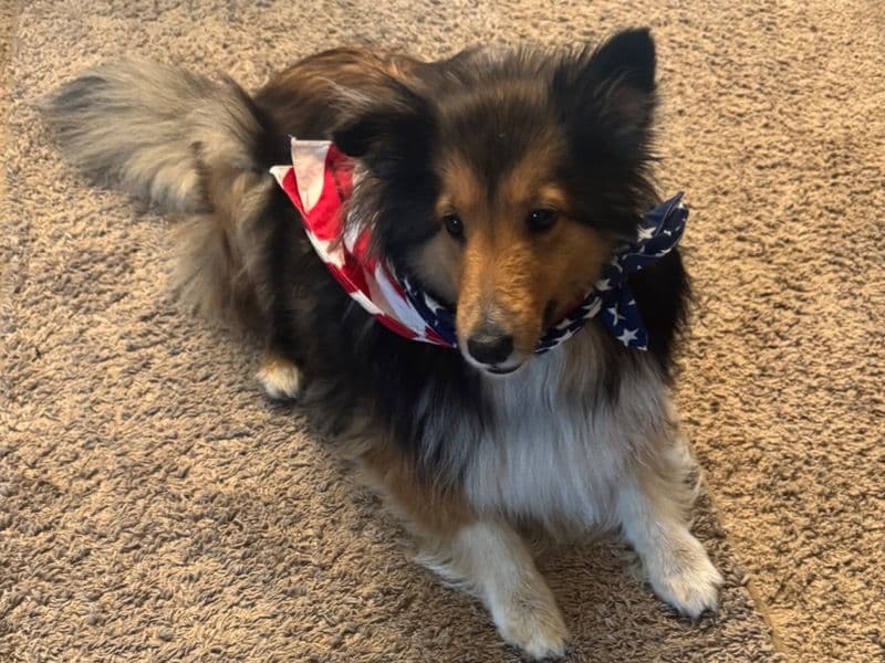 Shetland Sheepdog 6 years 4 months old female small named Shiloh for breeding in Hennepin County, Minnesota | Petmeetly