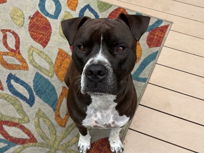 American PitBull Terrier 1 year 10 months old male medium named Spade for adoption in Monmouth County, New Jersey | Petmeetly