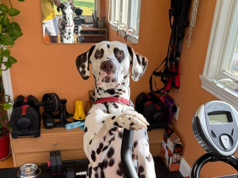 Dalmatian 1 year 11 months old male medium named Tillu for breeding in Middlesex County, Massachusetts | Petmeetly