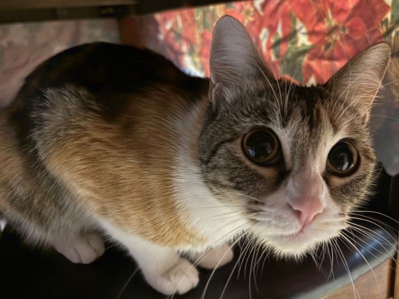 Calico 2 years 6 months old female named Baby for breeding in San Diego County, California | Petmeetly