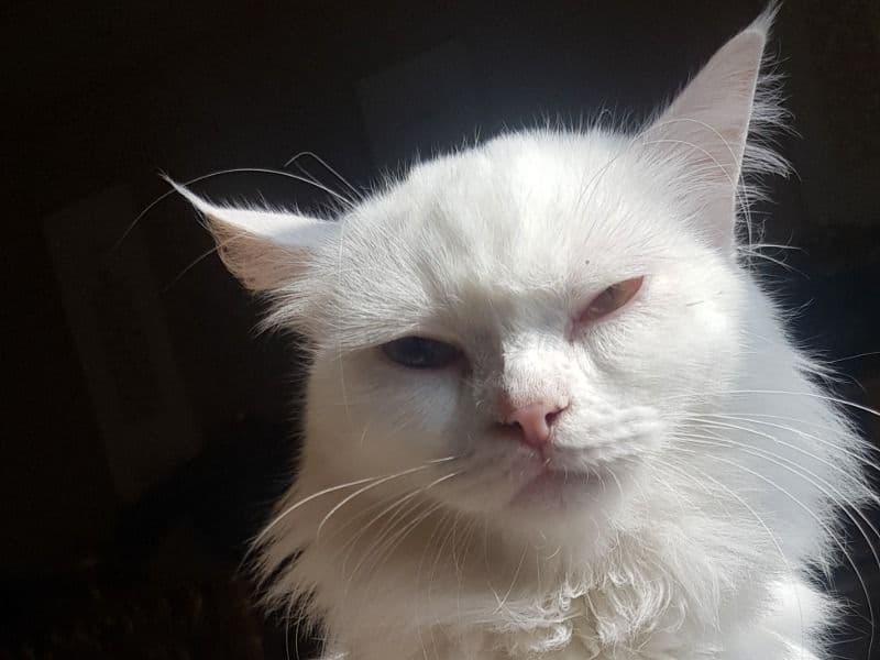 Persian 2 years 9 months old female named Cookie for sale in Dubai, Dubai | Petmeetly