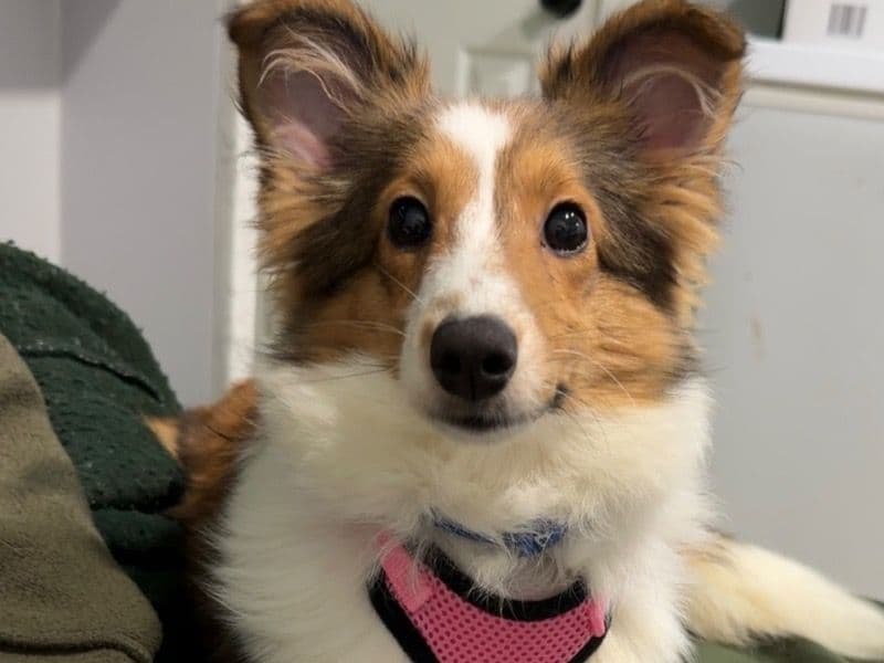 Shetland Sheepdog 6 months old female small named Zoey for breeding in Lancaster County, Pennsylvania | Petmeetly