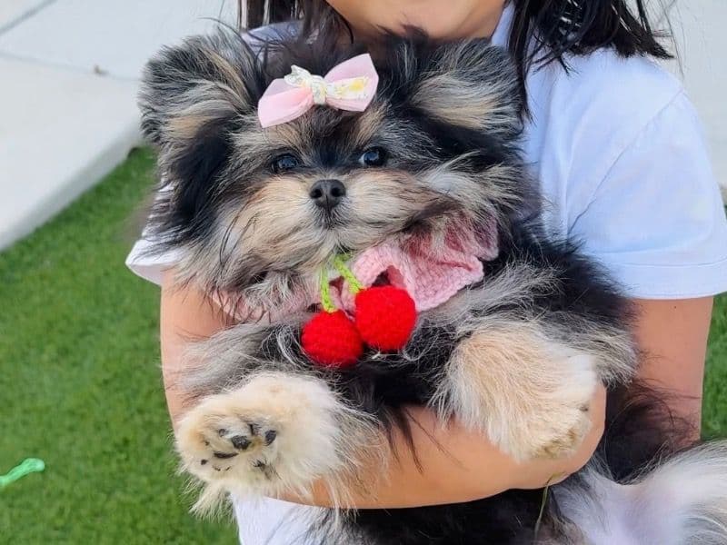 Maltipoo 4 months old male small named Micky for sale in Riverside County, California | Petmeetly