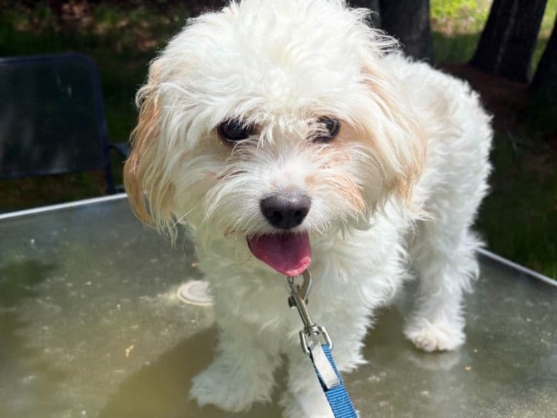 Cavachon 1 year 8 months old male small named Leo for sale in Norfolk County, Massachusetts | Petmeetly
