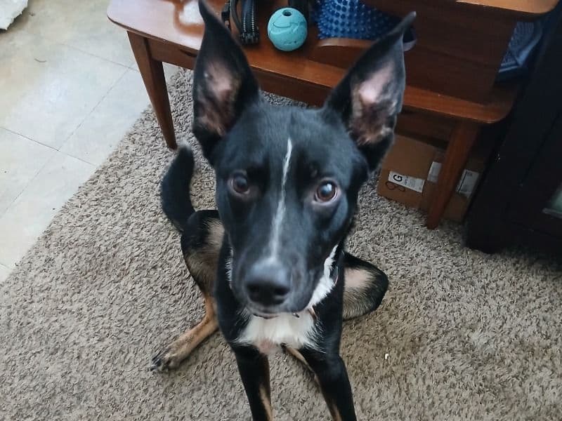 German Shepherd 2 years 4 months old male medium named Guy for adoption in Montgomery County, Texas | Petmeetly