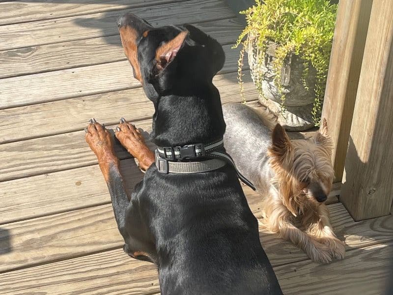 Rufus the Doberman - Gallery photo 1