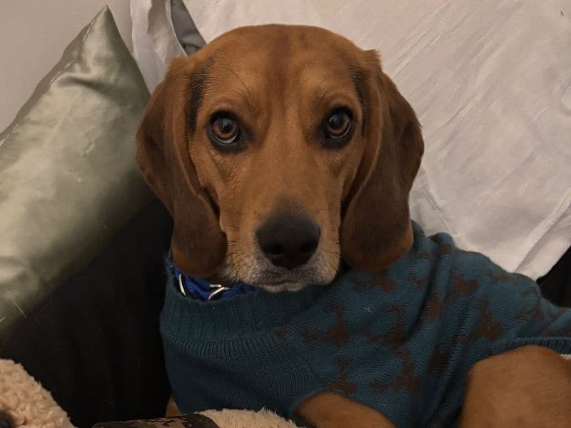 Beagle 1 year old male medium named Koda for sale in Lake County, Illinois | Petmeetly