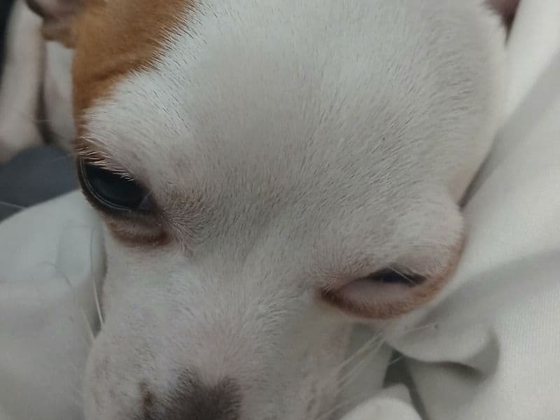 Chihuahua 2 years old male small named Milo for sale in Cowlitz County, Washington | Petmeetly