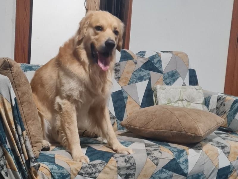 Golden Retriever 3 years 5 months old male large named Lucky for breeding in Bangalore Division, Karnataka | Petmeetly