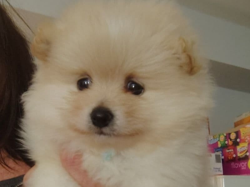 Pomeranian 4 months old male small named I Just Called Them Baby, As I'm Sure The Future Owners Of These Pets Will Come Up With Stellar Names All On Their Own. for sale in Harris County, Texas | Petmeetly