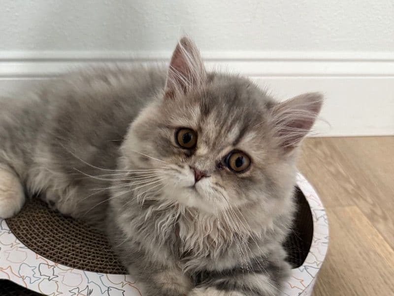 Scottish Straight 6 months old female named Princess for breeding in Sacramento County, California | Petmeetly