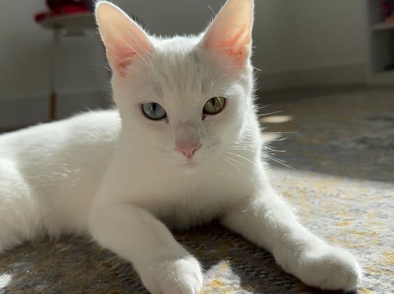 Bagel primary photo
