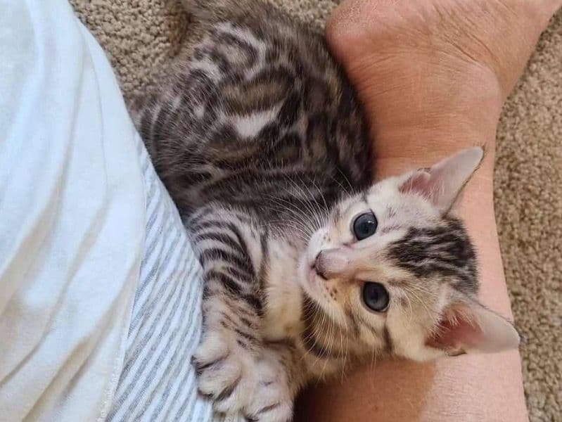 Bengal 6 months old female named Maggie for adoption in Harris County, Texas | Petmeetly