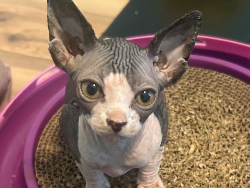 Sphynx 3 months old male named Tuxedo for sale in Onslow County, North Carolina | Petmeetly