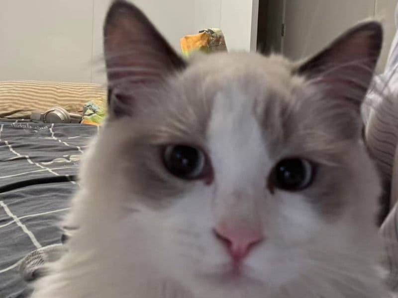 Ragdoll 9 months old male named Cookie for sale in Capital Regional District, British Columbia | Petmeetly