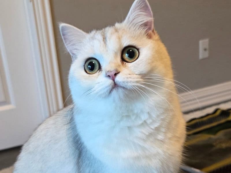 Scottish Straight 8 months old female named Heidi for breeding in Fort Bend County, Texas | Petmeetly