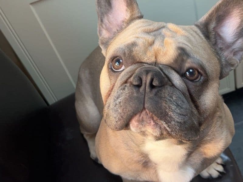 French Bulldog 2 years 11 months old male medium named Elwood for sale in Stockton-on-Tees, England | Petmeetly