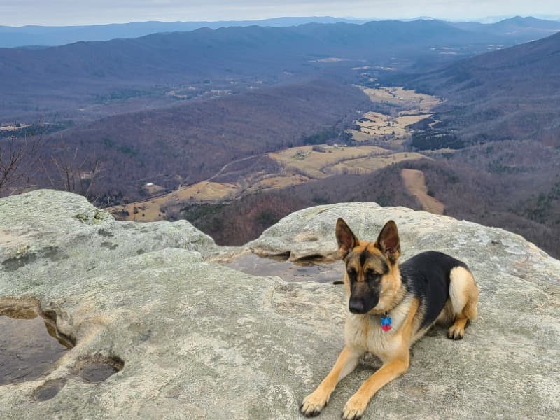 Black German Shepherd 4 years 3 months old male medium named Bazi for breeding in Roanoke, Virginia | Petmeetly