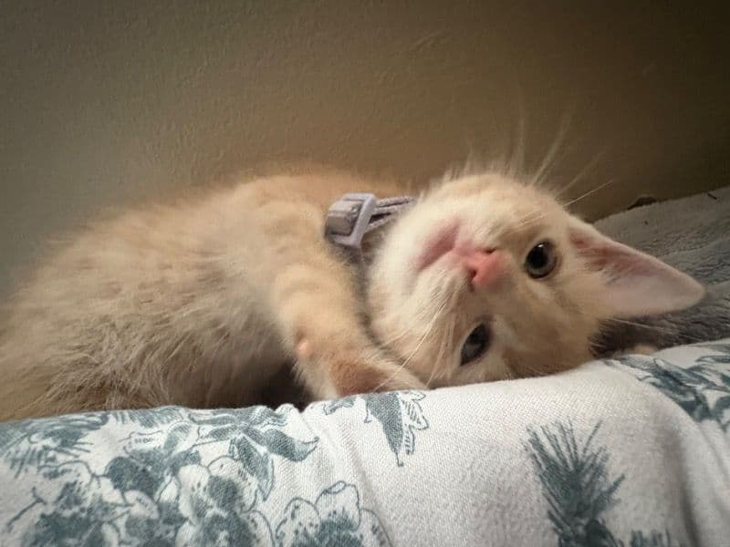 Turkish Angora 5 months old male named Taka for sale in Southeastern Connecticut Planning Region, Connecticut | Petmeetly