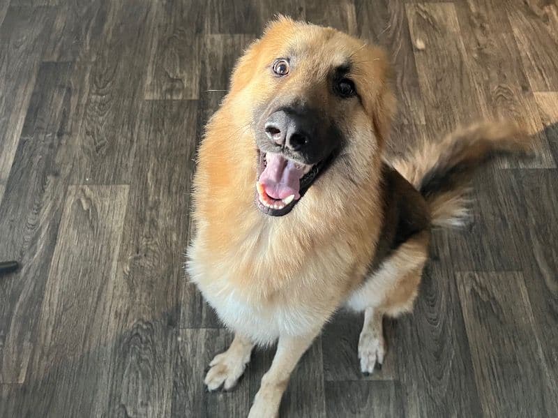 German Shepherd 2 years old male large named Scar for sale in Tarrant County, Texas | Petmeetly