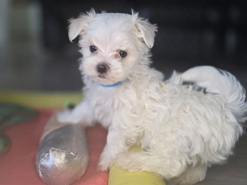 Maltese 1 month old male small named Biscuit for sale in Los Angeles County, California | Petmeetly