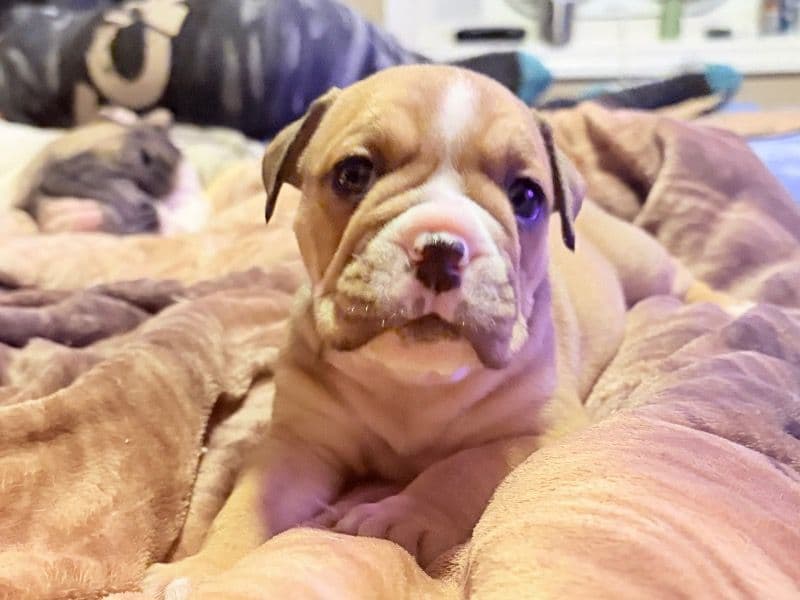 Bulldog 3 months old female medium named 3 Olde English Bulldog Pups for adoption in Barren County, Kentucky | Petmeetly