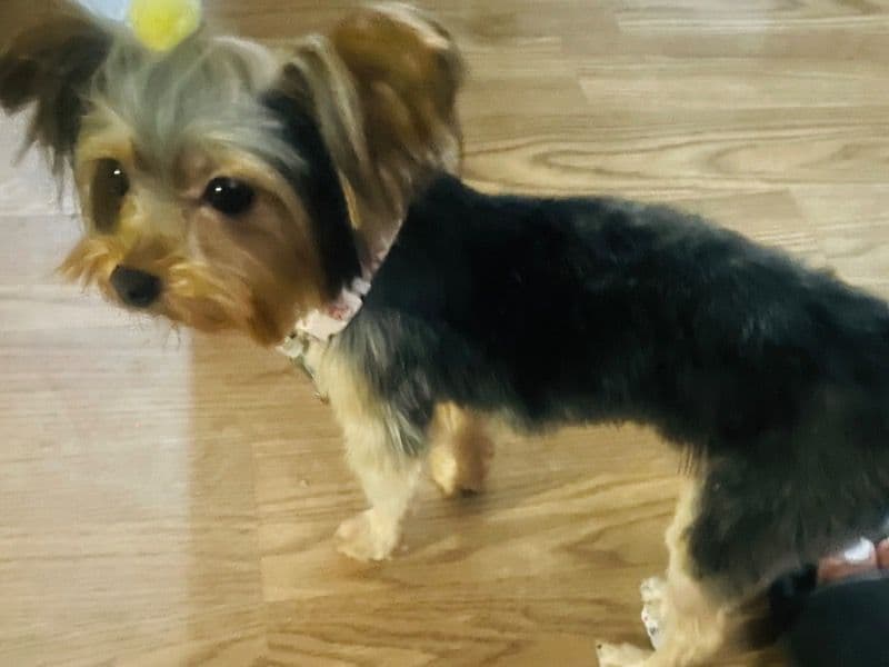 Teacup Yorkshire Terrier 1 year 8 months old female small named Bonnie for sale in Lake County, Illinois | Petmeetly