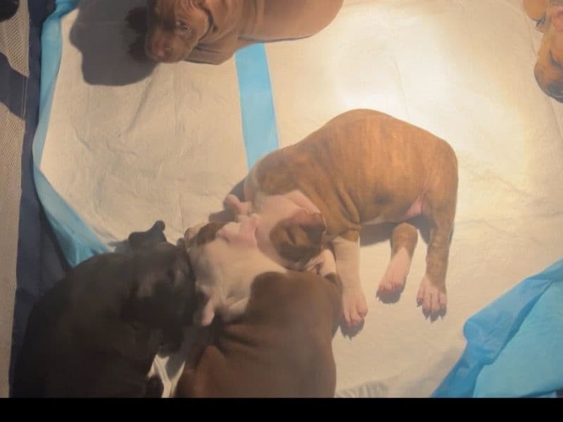 American Bully 2 months old female medium named Litter Of Puppys (2boys And 4girls) for sale in Chesapeake, Virginia | Petmeetly