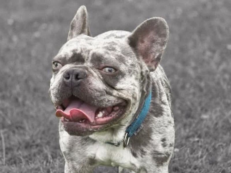 French Bulldog 2 years 2 months old male small named Dexter for sale in Warrington, England | Petmeetly