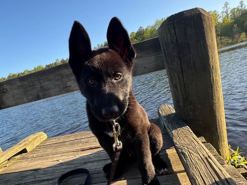Black German Shepherd 1 year 2 months old male large named Rugar for breeding in York County, Virginia | Petmeetly