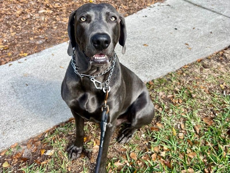 Weimaraner 5 years 2 months old male large named Thunder for breeding in Duval County, Florida | Petmeetly