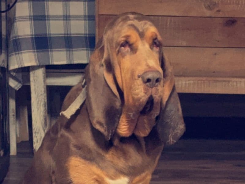 Bloodhound 6 years old male large named Copper for sale in Lamar County, Mississippi | Petmeetly