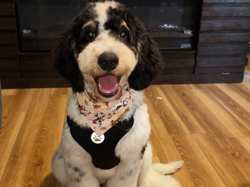 Jasper primary photo