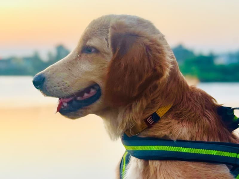 Golden Retriever 1 year 6 months old male medium named Murph for breeding in Chennai, Tamil Nadu | Petmeetly