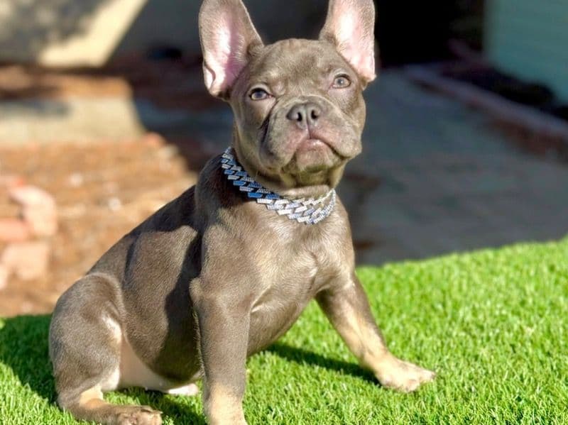 French Bulldog 8 months old male medium named King for sale in Los Angeles County, California | Petmeetly