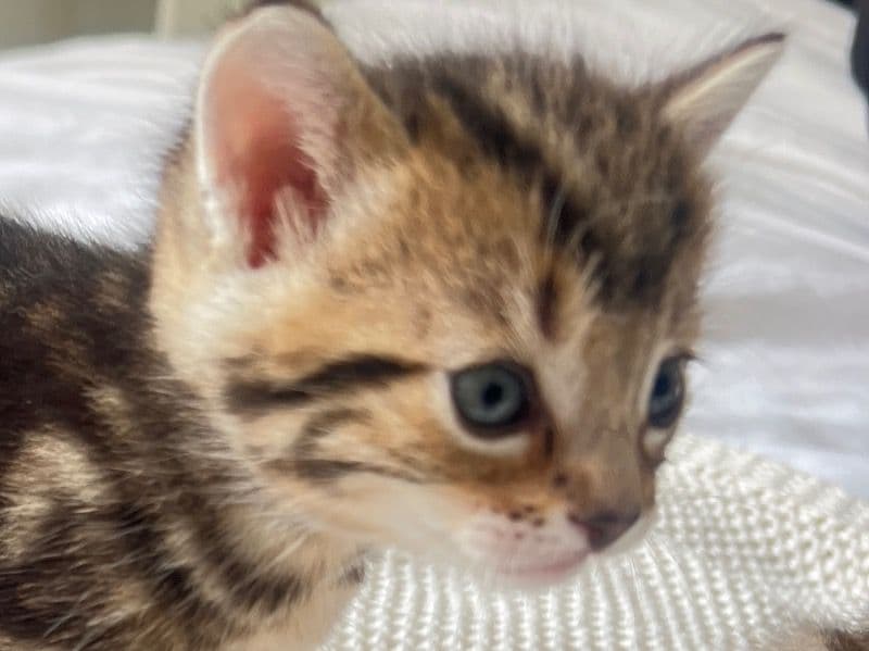 Scottish Straight 1 month old male named Kitten_1 for sale in DuPage County, Illinois | Petmeetly