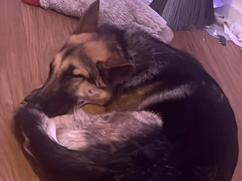 German Shepherd 8 months old female large named Shaila for breeding in Essex County, New Jersey | Petmeetly