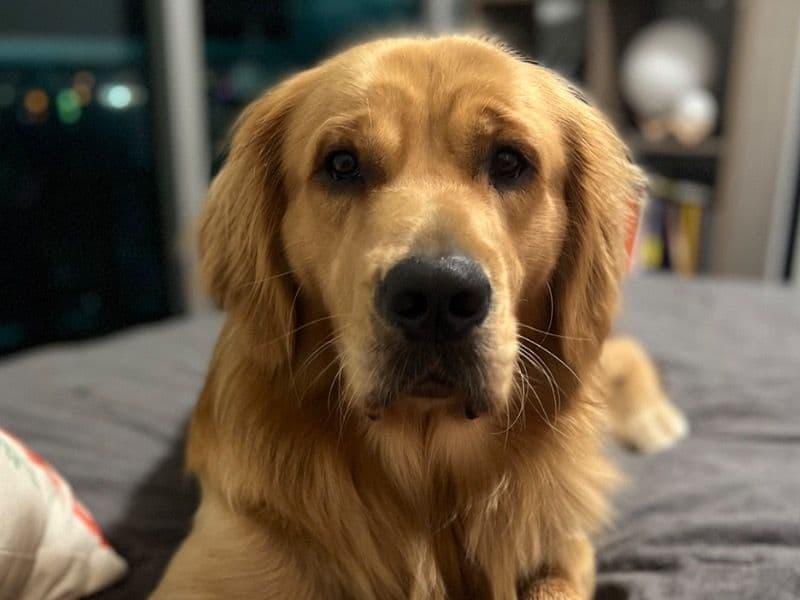 Golden Retriever 4 years 5 months old male large named Maui for breeding in Miami-Dade County, Florida | Petmeetly