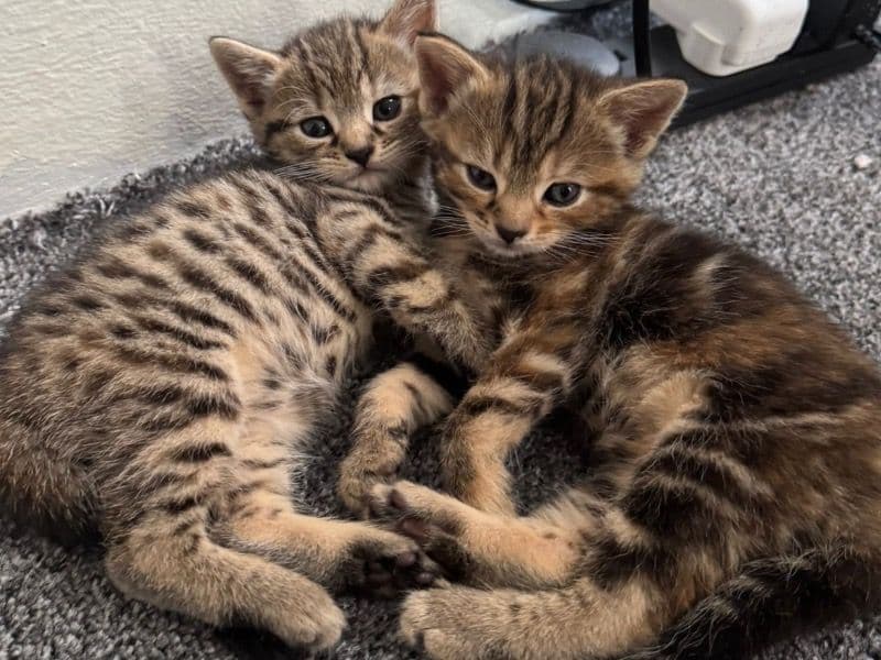 American Bobtail 3 months old female named Kittens for sale in Greater London, England | Petmeetly