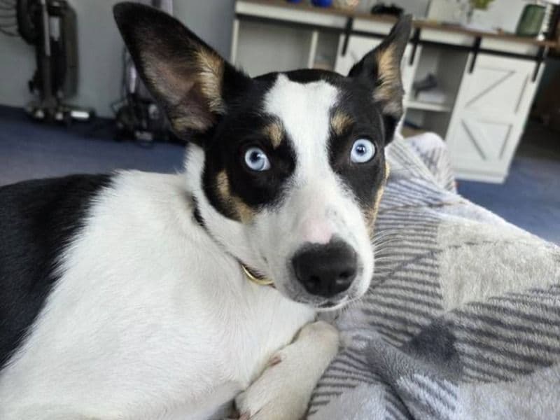 Australian Cattle Dog 6 months old female medium named Lucy for adoption in Noble County, Indiana | Petmeetly