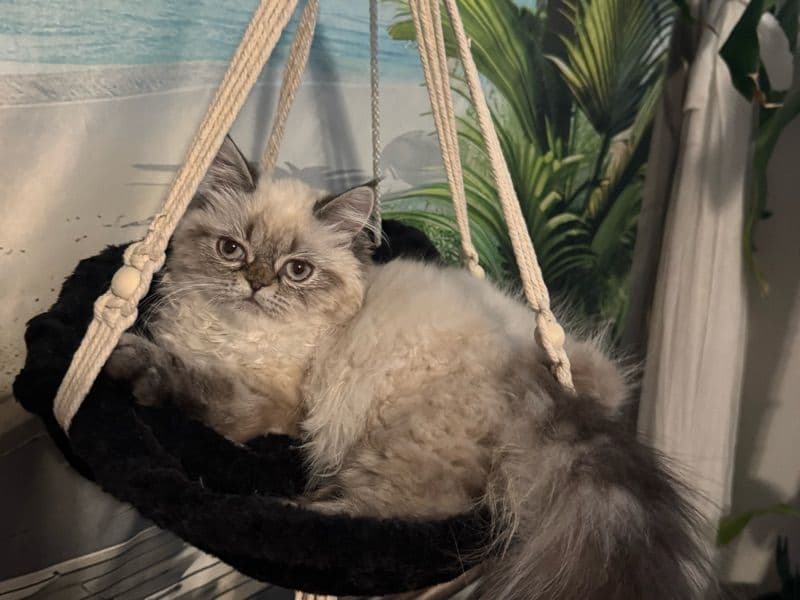 Himalayan 1 year 1 month old female named Bella for breeding in Charleston County, South Carolina | Petmeetly