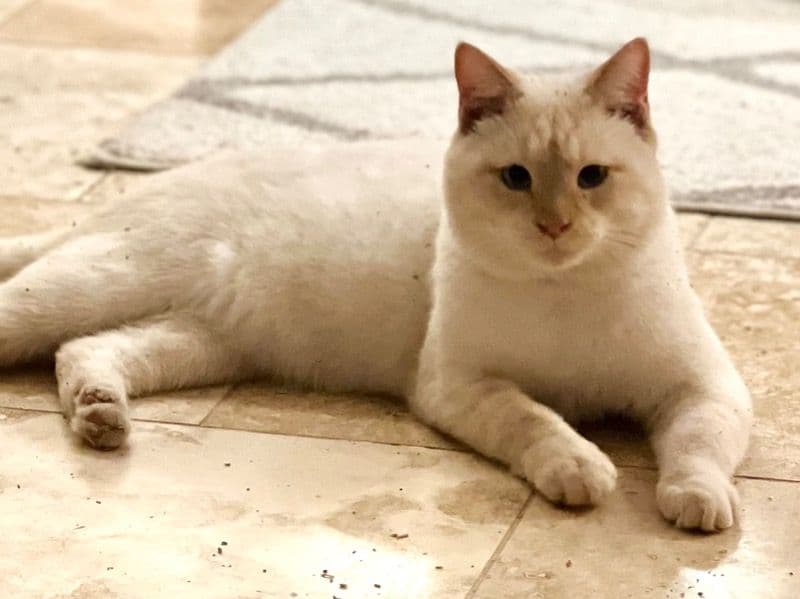 Tabby 1 year 9 months old male named Snow for adoption in Harris County, Texas | Petmeetly