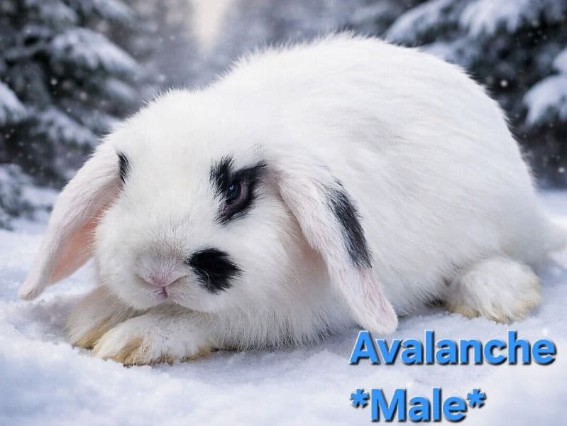 Holland Lop 3 months old male named Avalanche for sale in Shiawassee County, Michigan | Petmeetly