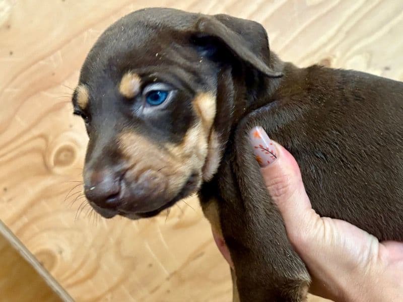 Doberman 2 months old female large named Nutella for sale | Petmeetly