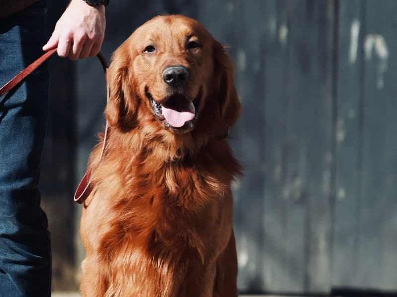Golden Retriever 3 years 10 months old male large named Jace for breeding in Davidson County, Tennessee | Petmeetly